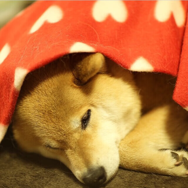 开云体育网址-NBA球队新秀表现盘点，nba新秀的定义