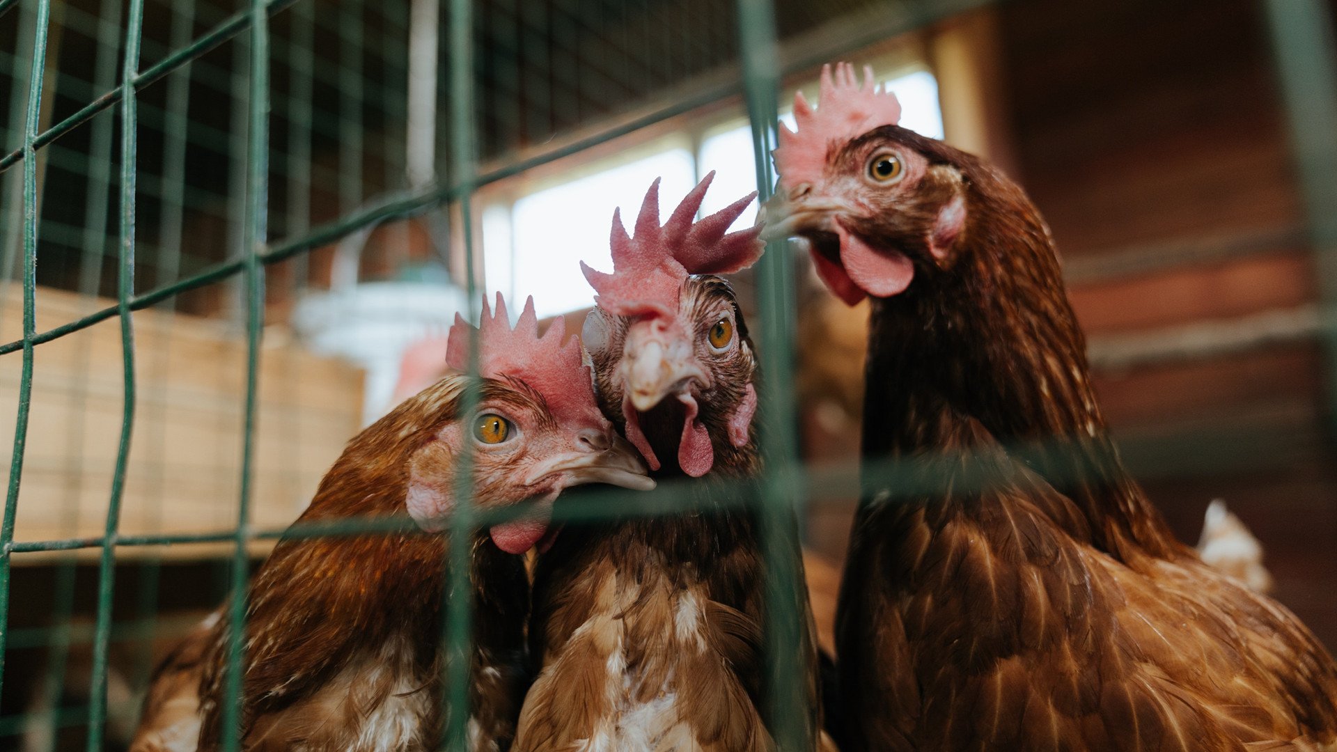 开云体育官网-NBA球队替补阵容贡献度分析，nba替补人数