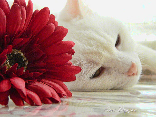 开云体育在线登入-关键战役双方布阵如何破解对方策略,关键的战役