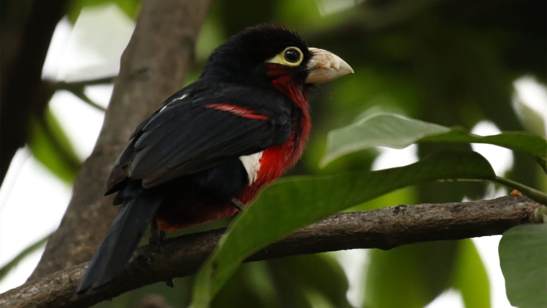 开云体育在线官网-极限自行车培训基地落成引发关注，极限自行车叫什么名字