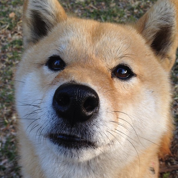 开云体育在线下载-皮特·卡普尔的精准突破,助袋鼠队频繁突破对方防线,皮尔斯和卡特谁厉害