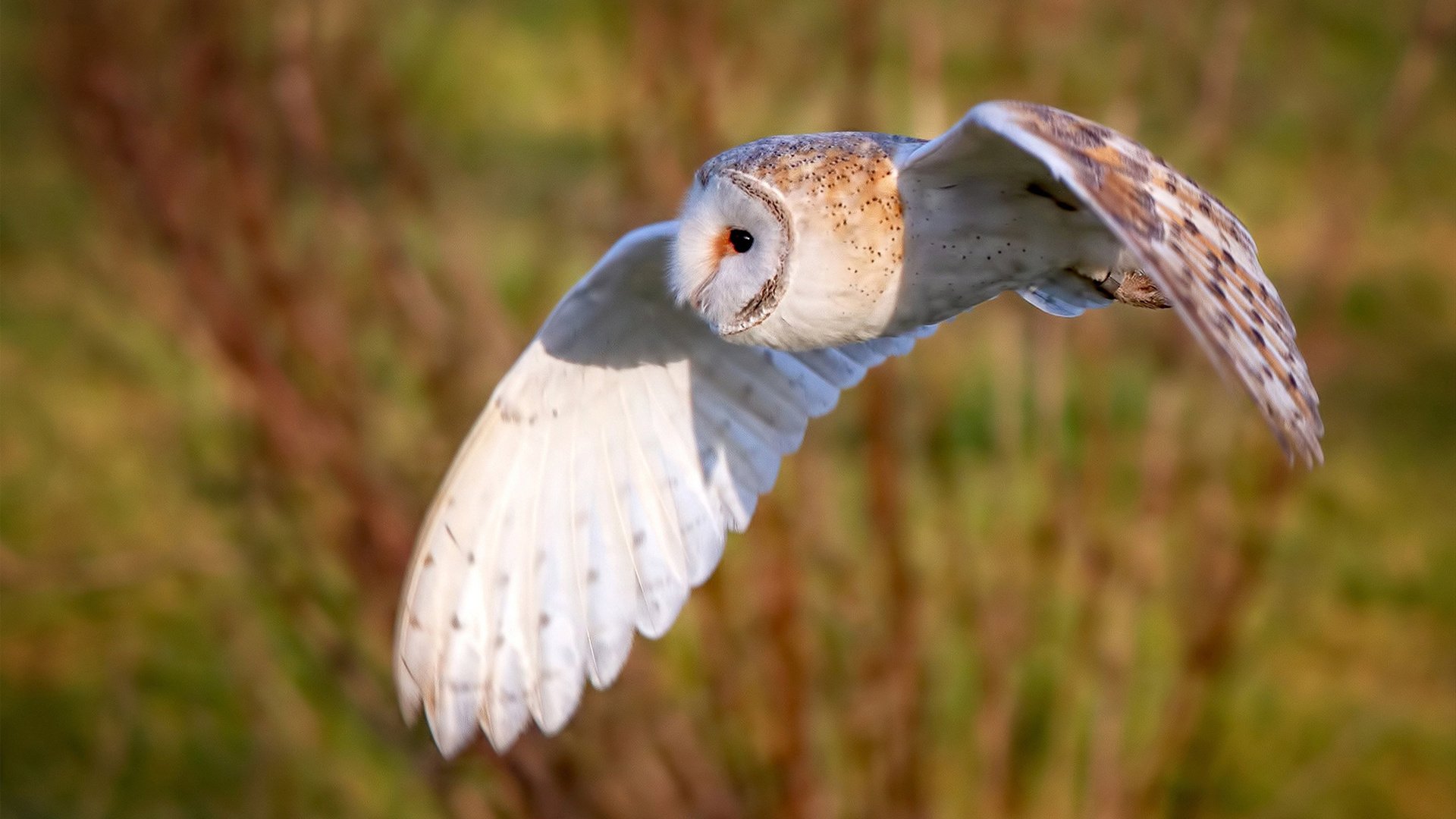 开云ky官网-粤港澳篮球交流赛中,青年队伍展示新风采,期待合作未来,粤港澳大赛是什么