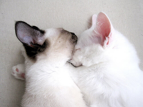 开运体育电脑版-荷兰队在欧洲预赛中持续高歌猛进,晋级希望乐观