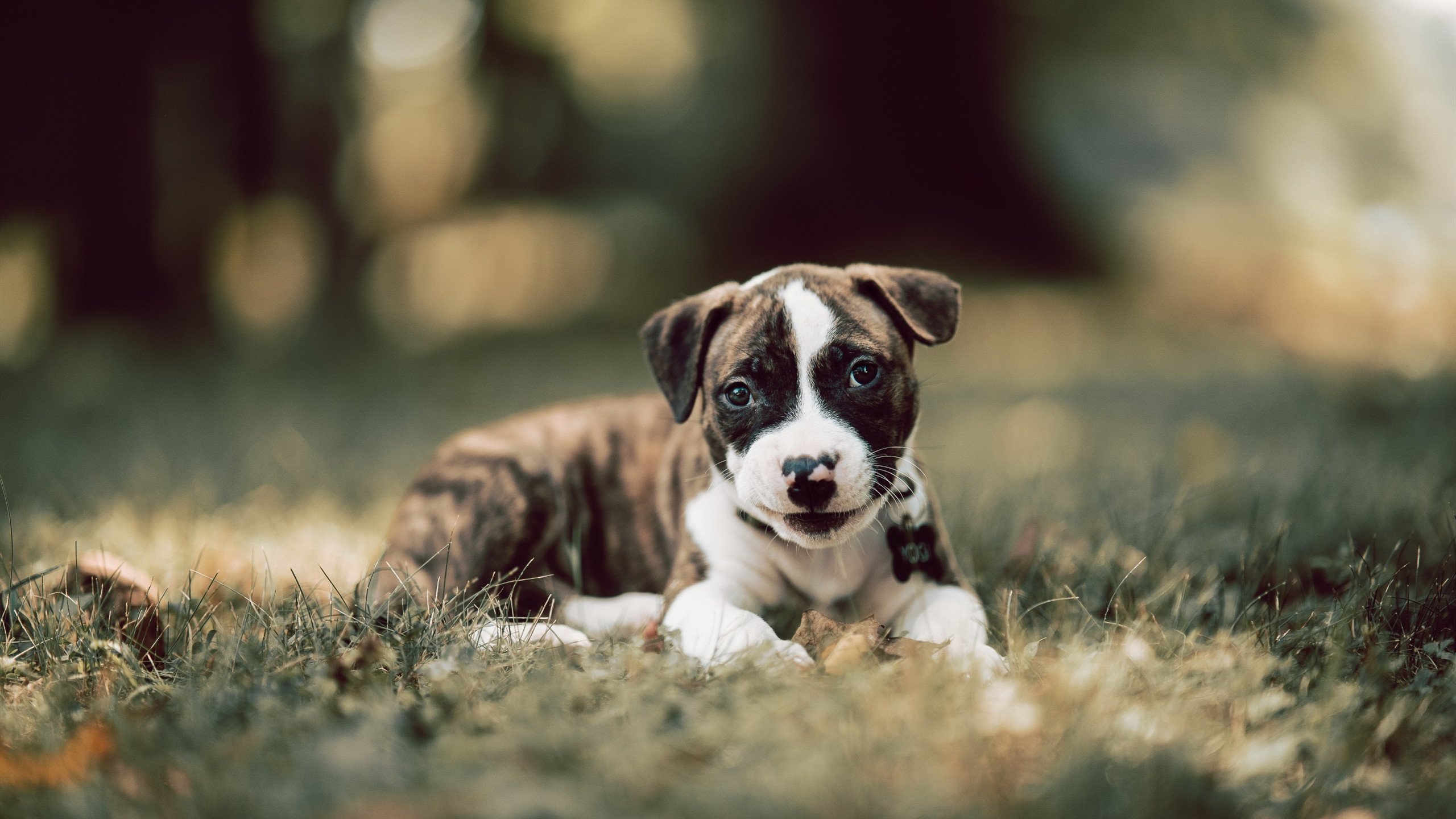 开云体育官网在线-你永远可以相信樊振东！德国杯首秀全场封神，樊振东男单卫冕 新闻